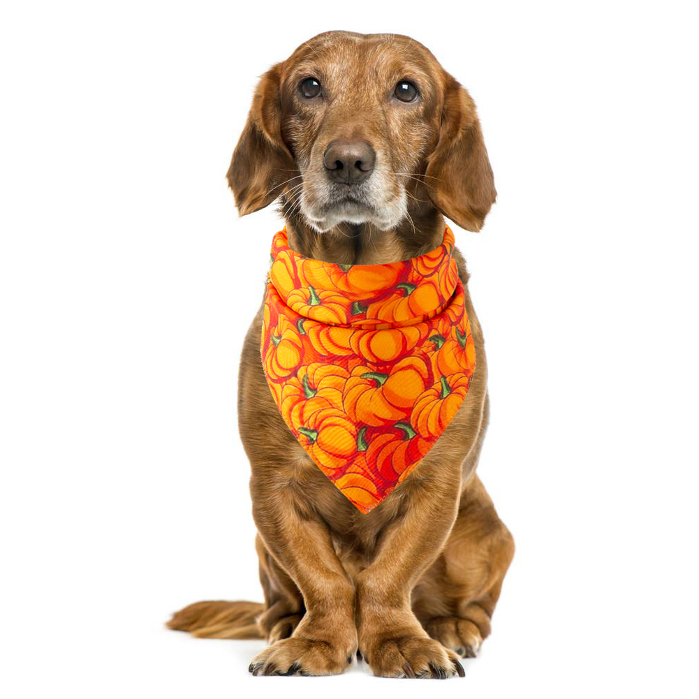 Halloween pet saliva towel - Image 11