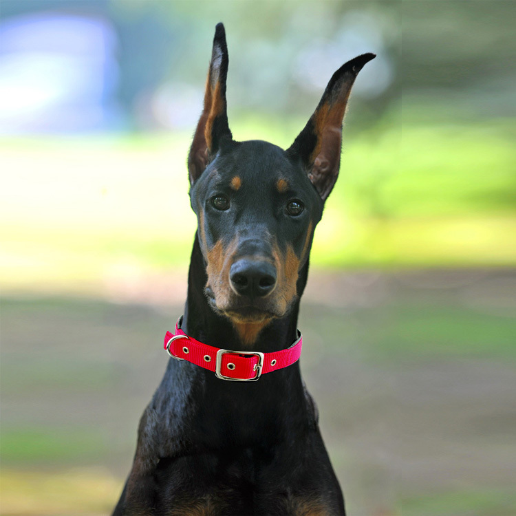 Medium and large dog collars - Image 4