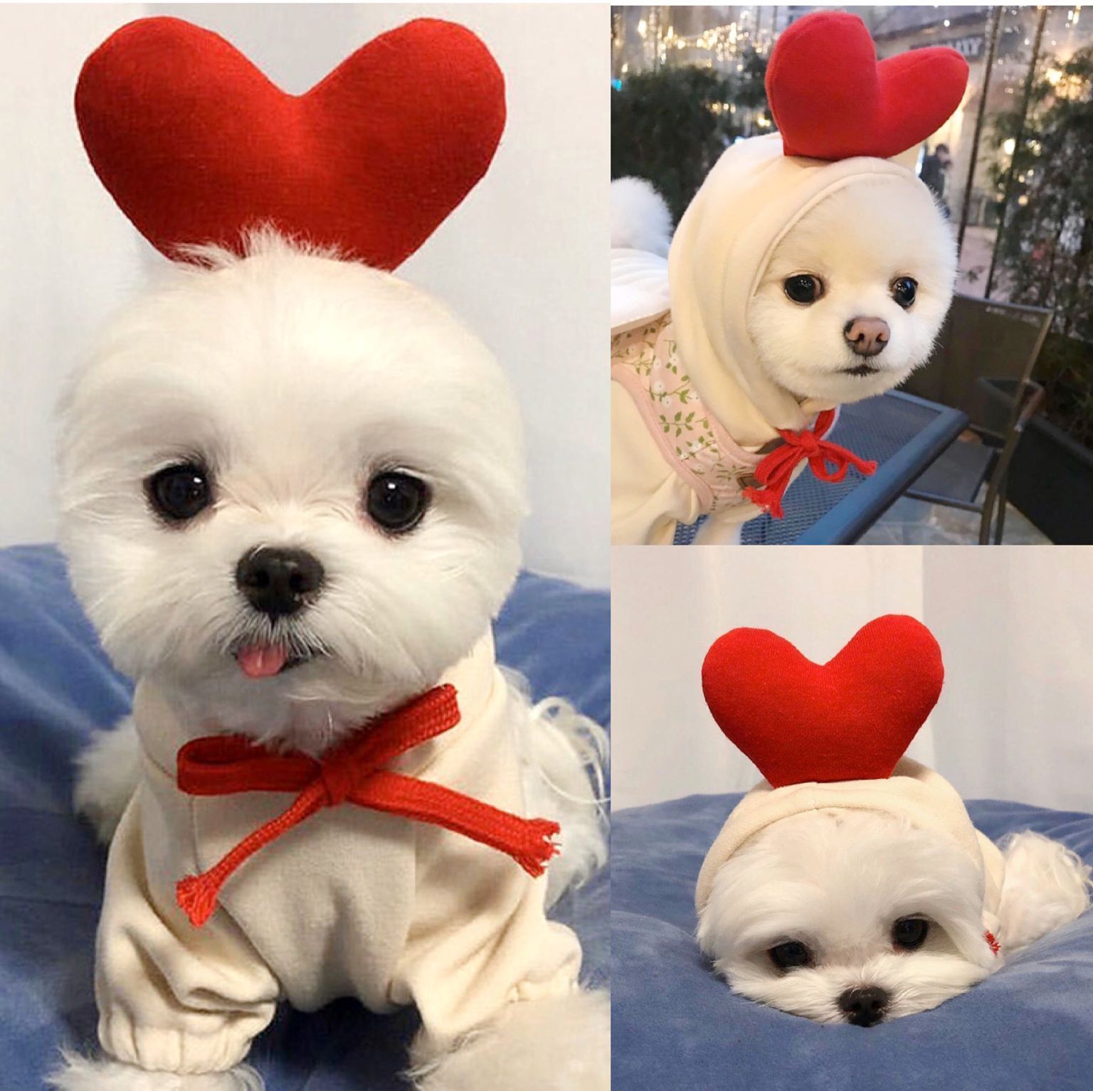 Cute Fruit Dog Clothes For Small Dogs Hoodies Winter Warm Fleece Pet Clothing Puppy Cat Costume Coat For French Chihuahua Outfit - Image 27