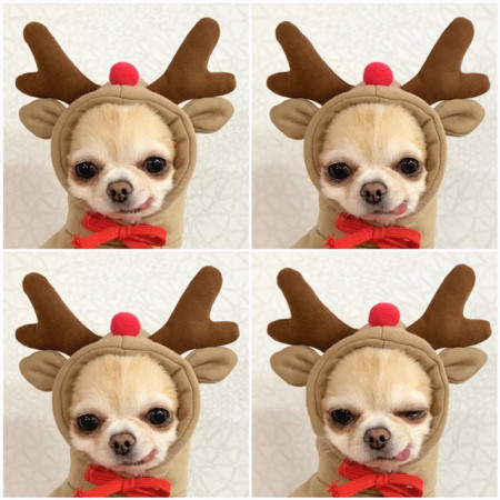Cute Fruit Dog Clothes For Small Dogs Hoodies Winter Warm Fleece Pet Clothing Puppy Cat Costume Coat For French Chihuahua Outfit - Image 55