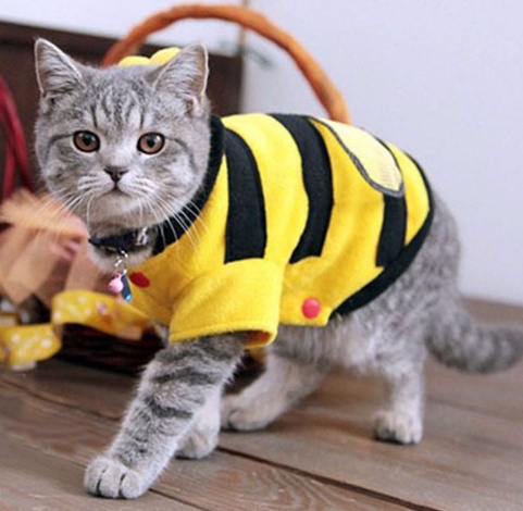 1Pcs Pet Clothes Cute Bees Dog Cat Clothes Soft Fleece Teddy Poodle Dog Clothes For Pets Product Supplies Accessories - Image 3