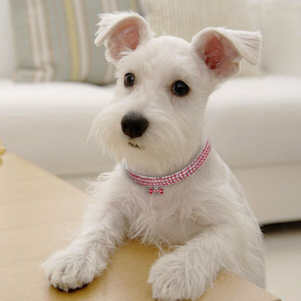 Bling Rhinestone Dog Collar Crystal Puppy Chihuahua Pet Dog Collars Leash For Small Medium Dogs Cats - Image 4