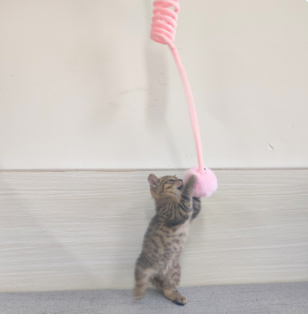 Cat Toy Self-Hi Sucker Spring Rabbit Hair Ball Interactive Play Pet Supplies Interactive Toys - Image 17